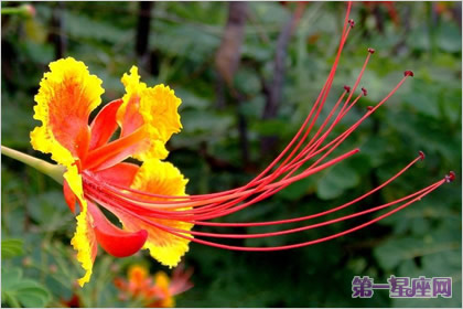 花語：金鳳花，生日花語慈愛