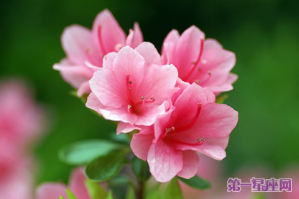 杜鵑花什么時候開？杜鵑花一年開幾次花