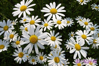 花語：法國菊，生日花語女權主義