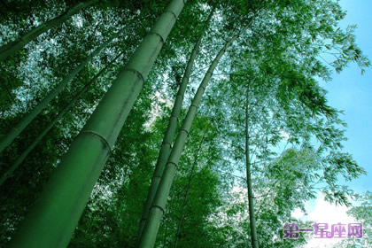 花語：原竹，生日花語僥幸