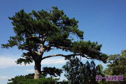 花語：松樹，生日花語篤實