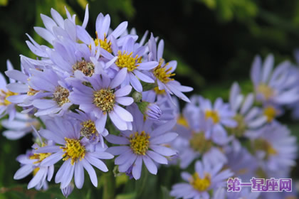花語：紫苑花，生日花語貴族情趣
