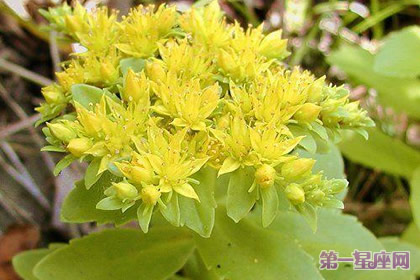 花語：秋麒麟草，生日花語施舍