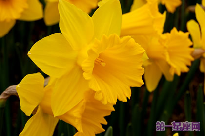 花語：黃水仙，生日花語純樸
