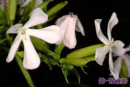 花語：石堿草，生日花語歷史
