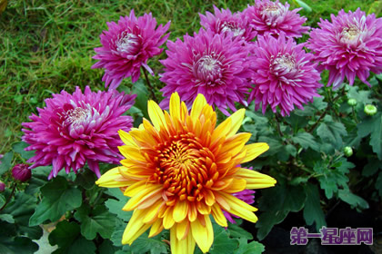 花語：秋菊，生日花語晚熱