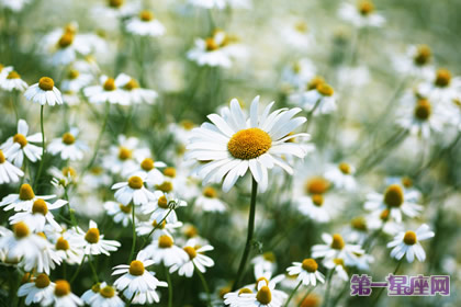 花語：甘菊，生日花語寬裕