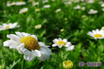 花語：小日菊，生日花語清澄