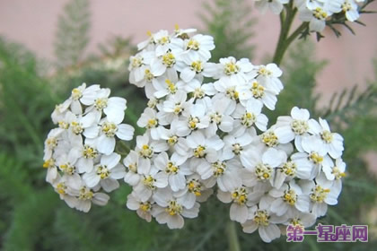 花語：西洋蓍草，生日花語治療