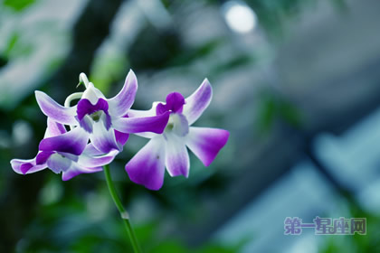 世界上什么花最漂亮？