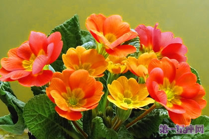 一月的花語是什么？報春花