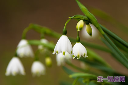 花語：雪花蓮，生日花語變節(jié)
