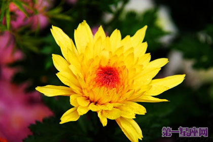 花語：秋菊，生日花語室內(nèi)設計