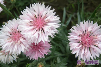 花語：香矢車菊，生日花語樸素