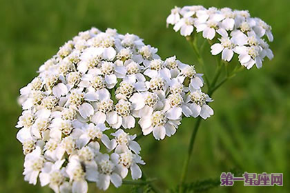 花語(yǔ)：西洋蓍草，生日花語(yǔ)粗心大意