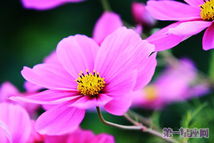 花語(yǔ)：波斯菊，生日花語(yǔ)學(xué)術(shù)