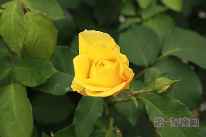 情人節(jié)鮮花應(yīng)該如何選擇？