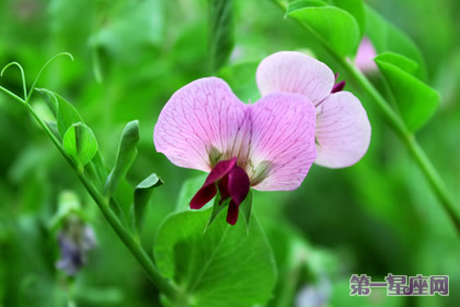 六月的花語是什么？豌豆花