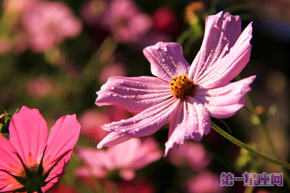 十月的花語是什么？大波斯菊