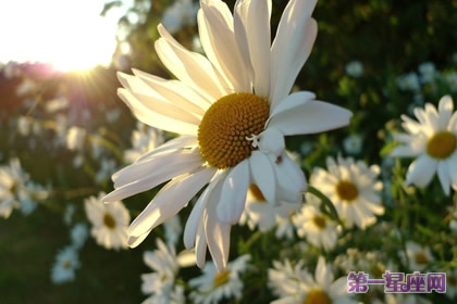 十一月的花語(yǔ)是什么？雛菊