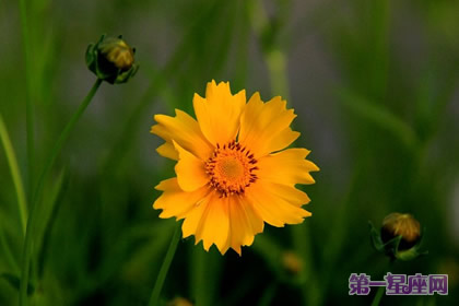花語：黃矢車菊，生日花語權力