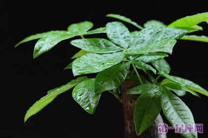 植物花語：發財樹的花語