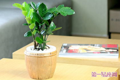 金錢樹花語：招財進寶、榮華富貴