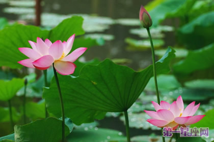 荷花的花語：清白、堅貞、純潔