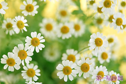 雛菊的花語：純潔的美、天真、幼稚、快活