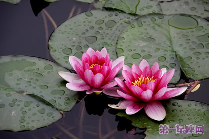 睡蓮的花語：高高在上、不諳世事、纖塵不染
