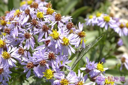 花語：歐洲浦菊，生日花語友情