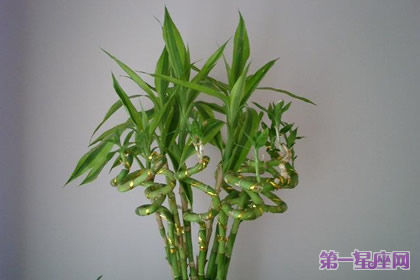 詳解：轉運竹花語及代表意義