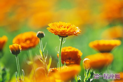 花語：金盞花，生日花語忍耐