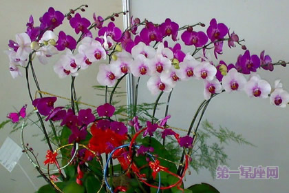 蝴蝶蘭的花語(yǔ)及適合場(chǎng)所節(jié)慶