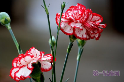 三八節(jié)送幾朵康乃馨