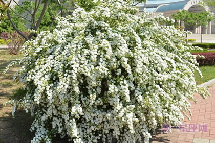 不常見的花與花語：笑靨花的花語