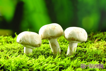 花語：蘑菇，生日花語左右為難