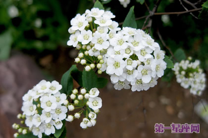 香雪球的花語：甜蜜的回憶