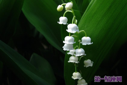 各種花語：風鈴花的花語是什么？
