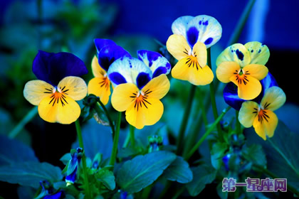 三色紫羅蘭的花語是什么？