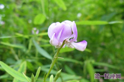跳舞草的花語和象征代表意義