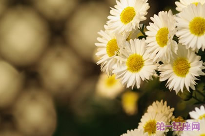 象征代表智慧與睿智花卉花語