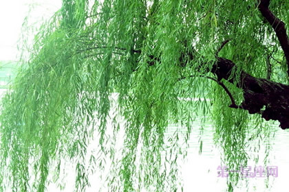 植物花語：楊柳的花語是什么？