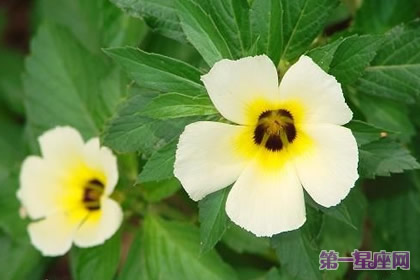 各種花的花語：時鐘花花語