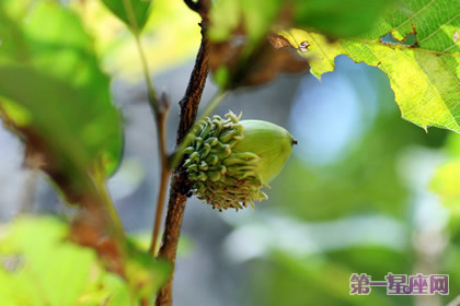 植物花語：橡樹的花語是什么？