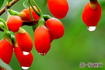 枸杞、吉慶果的花語：喜慶瑞祥