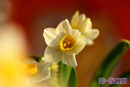 水仙花的花卉花語：純潔和吉祥