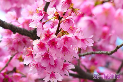 花語：冬櫻花，生日花語東方的神秘