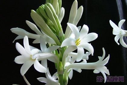 晚香玉的花語(yǔ)：危險(xiǎn)的快樂(lè)