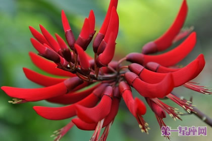 象牙紅的花語：榮耀